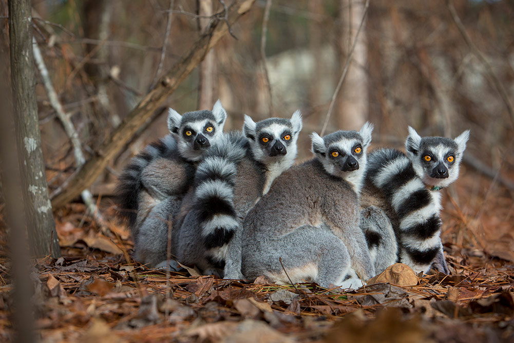 Lemurs