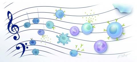 Illustration depicting immune cells as notes on a sheet of music