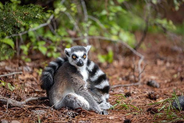 Griselda, an endangered ring-tailed lemur 