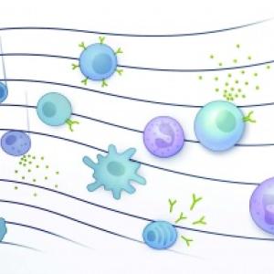 Illustration depicting immune cells as notes on a sheet of music