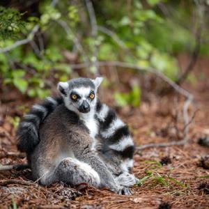 Griselda, an endangered ring-tailed lemur 